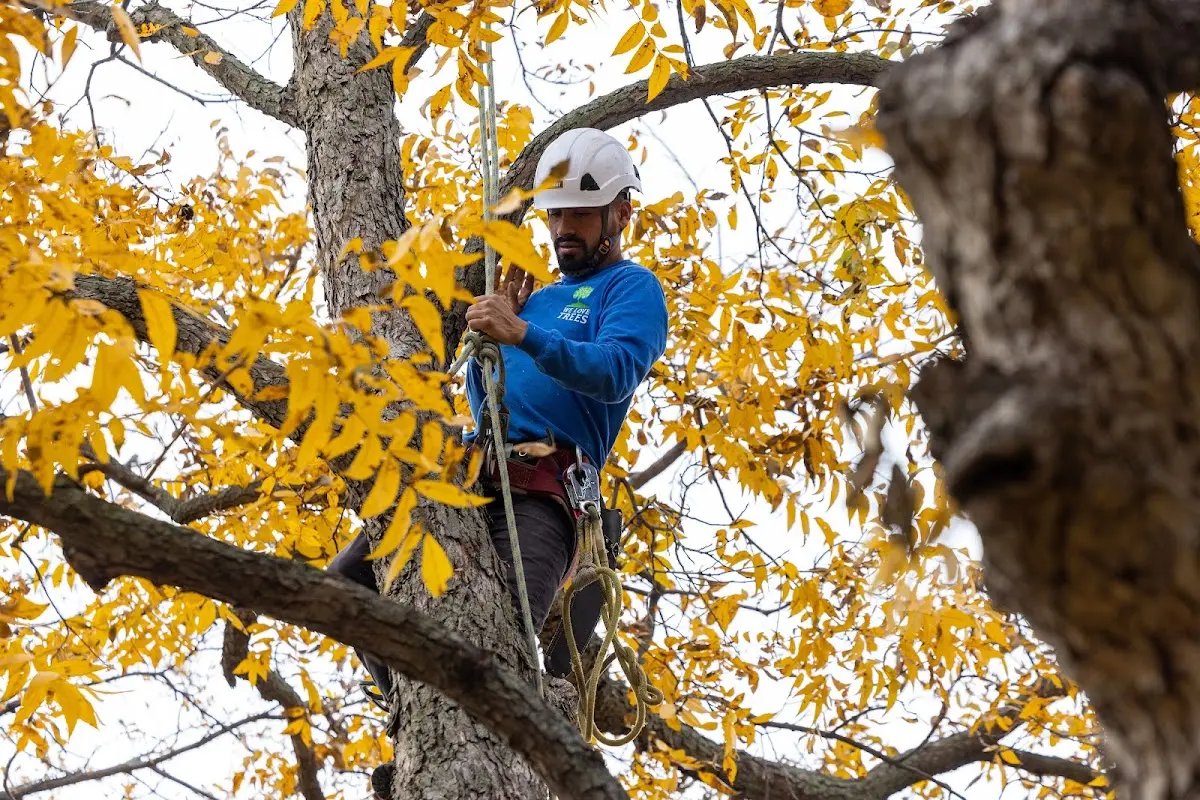 Skilled Tree Pruning crew working in East Sparta